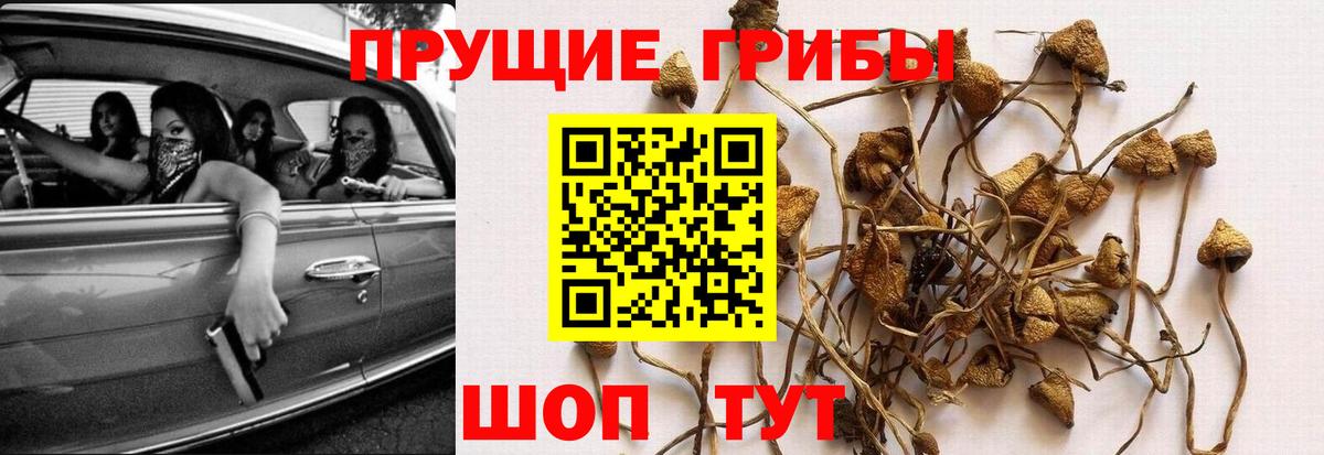 Алейск  Галлюциногенные грибы Magic Shrooms  Вход с VPN  Псилоцибиновые грибы Magic Shrooms 